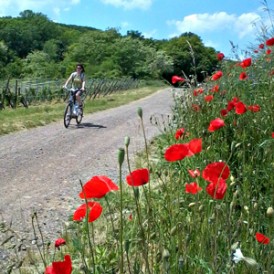 Obernai - explore vineyards & valleys by bicycle