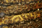 Espace apicole à Colroy la Roche