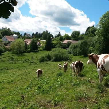 © GAEC du GRAAL Ferme de Malplaquet
