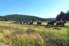 Balades à cheval avec Cheval Alsace