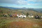 Cheval Alsace