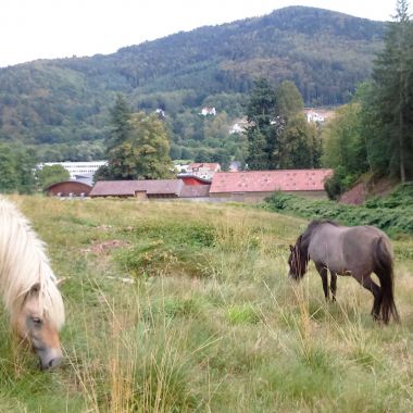 Cheval Alsace