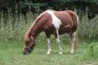 Poney club de la Bleiche