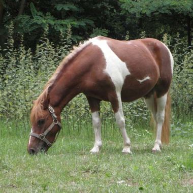 Poney club de la Bleiche