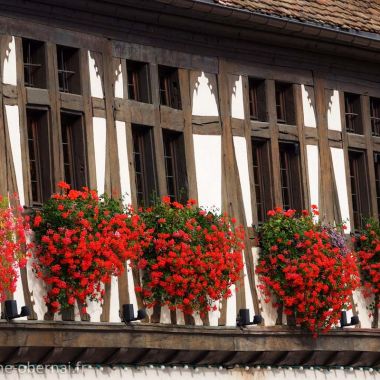 The Halle aux Blés (Wheat Hall)