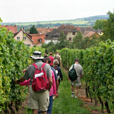 Wine trail of Bernardswiller