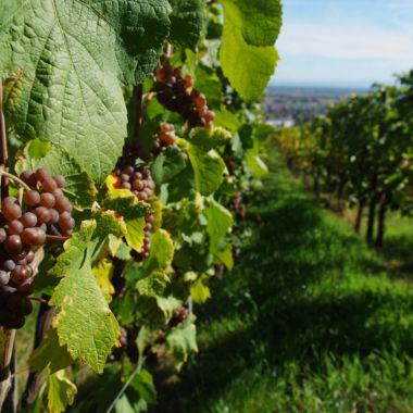 Weinlehrpfad von Obernai