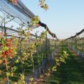 Entdeckung eines Obstgartens im Sommer