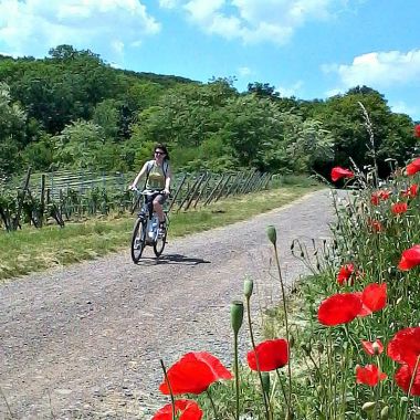 Interactive map of the cycling routes of Sainte Odile