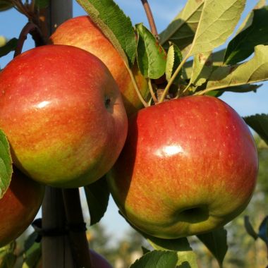 Alsace experimental orchard