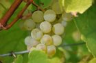 Domaine Motz