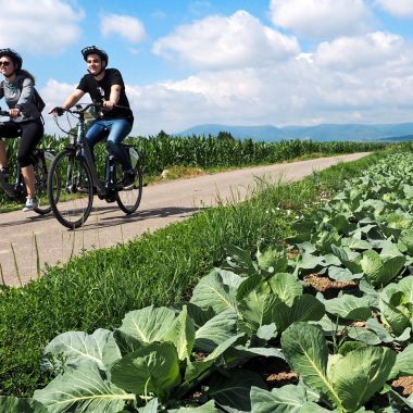 Kohl- und Weinbergtour