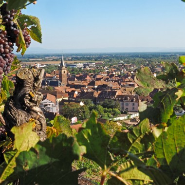 Ein Spaziergang auf dem Weinlehrpfad von Obernai