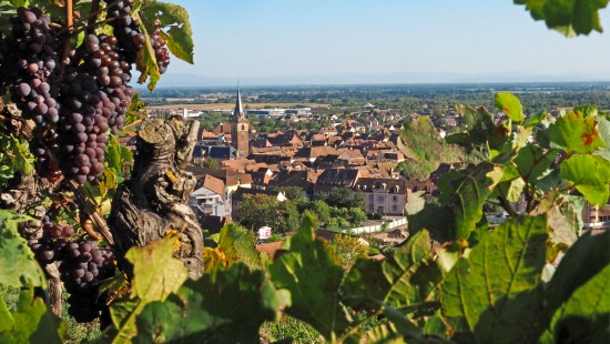 Have a stroll along the Wine trail of Obernai