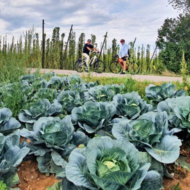 Circuit gourmand à vélo - Choucroute et Houblon