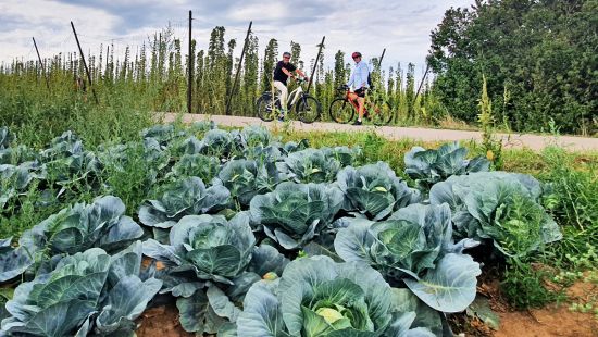 Gourmet bike tour - sauerkraut and hops