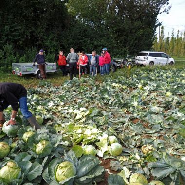 Discovery visit: cultivation of cabbage and hops