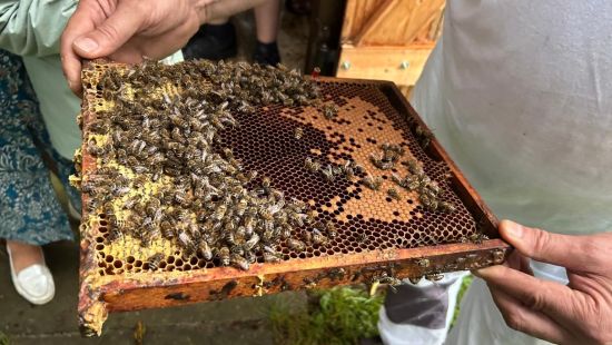 Natur-Workshop - Von der Blume zum Honig