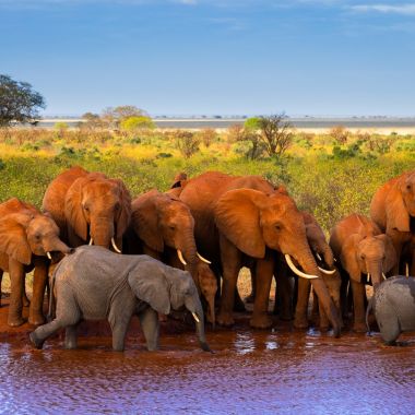 Exposition de photographies animalières - Kenya - Joyau de l’Afrique