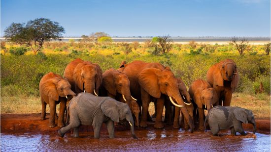 Exposition de photographies animalières - Kenya - Joyau de l’Afrique