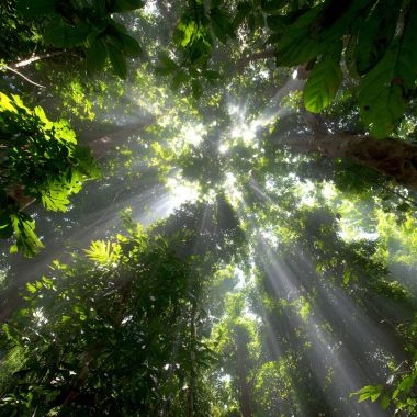 Conférence - L'impact des changements climatiques sur la forêt