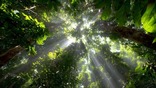 Fotoausstellung - Remarq-Arbres