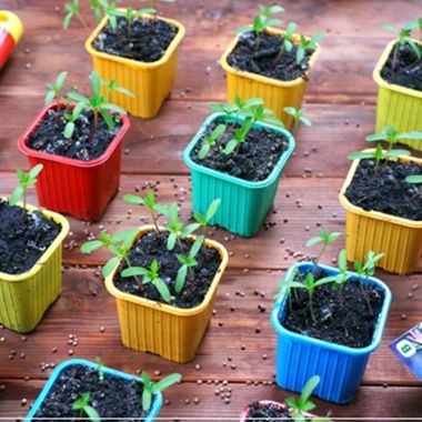 Marché solidaire de plants de légumes et fleurs