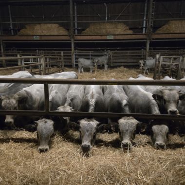 Comprendre l'agro-écologie : de la captation du carbone au système productif