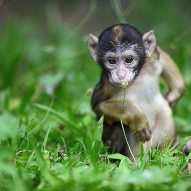La Montagne des Singes