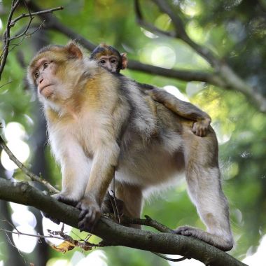 La Montagne des Singes