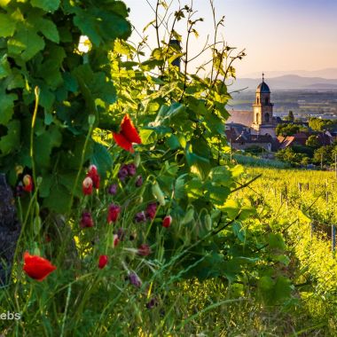 Jean-Paul Krebs - Office de tourisme Pays de Ribeauvillé et Riquewihr