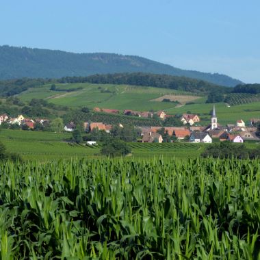 Rorschwihr - crédit photo : c. Dumoulin / Office de Tourisme du Pays de Ribeauvillé et Riquewihr