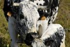 Ferme Heinrich