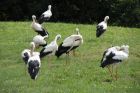 Groupe de cigognes au parc à cigognes de Soultz, Crédit: S. Chefdeville