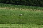 Cigogne d'Alsace © OT Masevaux