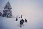 @ Légende du Loup Noir