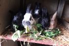 Ferme pédagogique