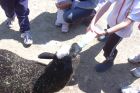 Ferme pédagogique