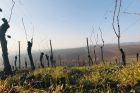 Domaine Vierling