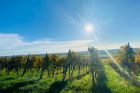 Domaine Vierling