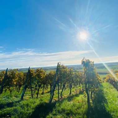 Domaine Vierling