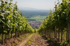 Tourisme Eguisheim- Rouffach