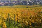 © Domaine Aimé Stentz