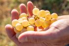 © Domaine Zinck