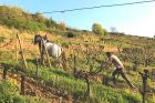 © Domaine Zinck