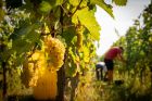 © Domaine Zinck
