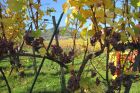 Vendange du 31 octobre 2013. Gewurztraminer Sélection de Grains Nobles.