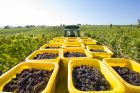 Domaine Ginglinger Pierre-Henri