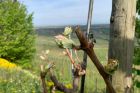 ©Tourisme Eguisheim-Rouffach