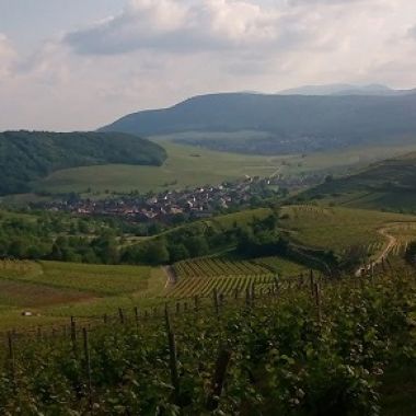 Vignoble et collines sèches, Pays de Rouffach, Vignobles et Châteaux, Haut-Rhin, Alsace (Pragma-SCF)